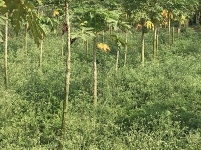 Fourth International Workshop of the IOBC Global Working Group on Biological Control and Management of Parthenium Weed (Parthenium hyster-ophorus), 2-5 March 2025, Bangladesh